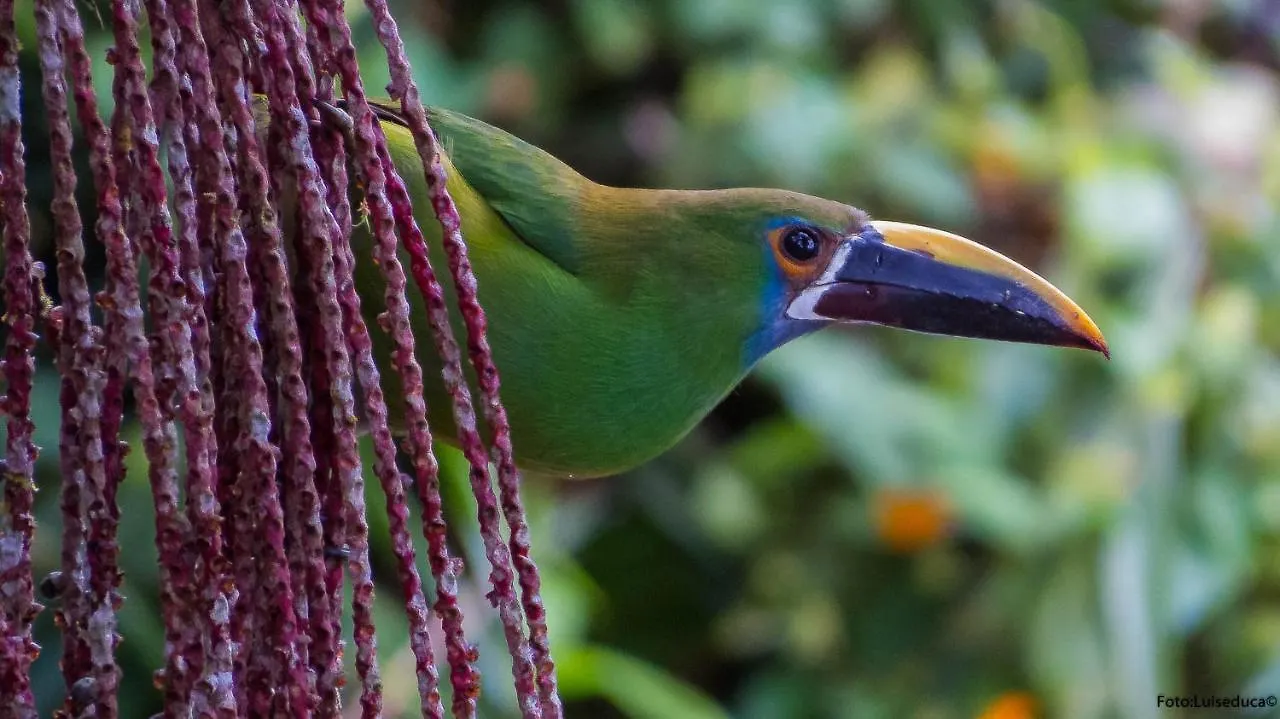 Lodge Bosque De Niebla Birding & Nature Cali
