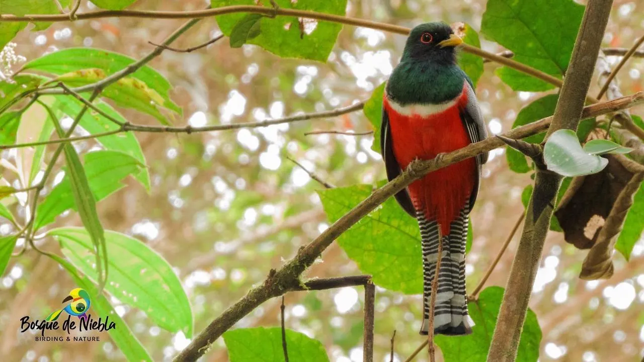 Bosque De Niebla Birding & Nature Cali